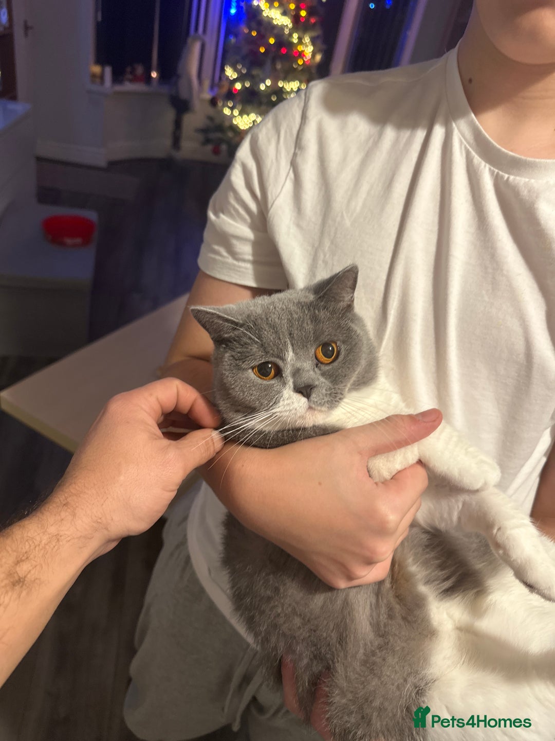 British Shorthair cats for sale: British shorthairs - Advert 1