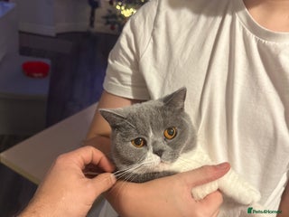 British Shorthair cats British shorthairs - Advert 5