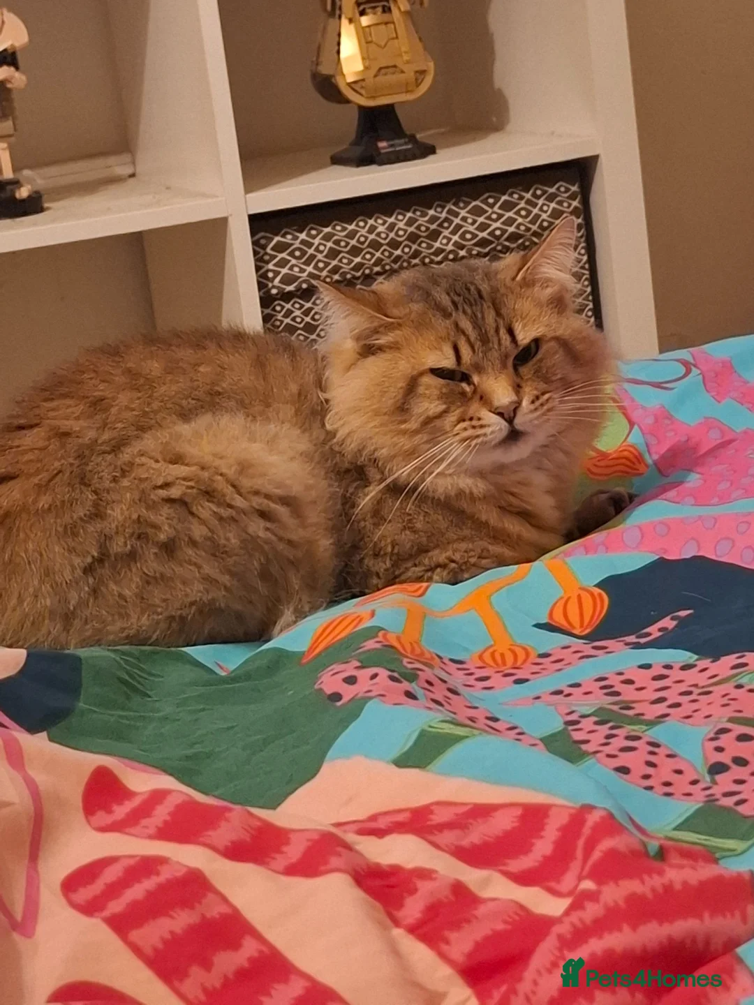 Mixed Breed cats for sale: 3 bonded brothers - Advert 3