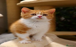British Shorthair cats for sale: Ready CH Bloodlines BSH TICA registered kittens in Feltham - Image 2