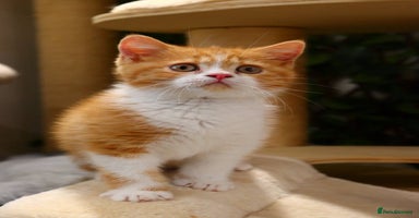 British Shorthair cats in Feltham - Advert 8
