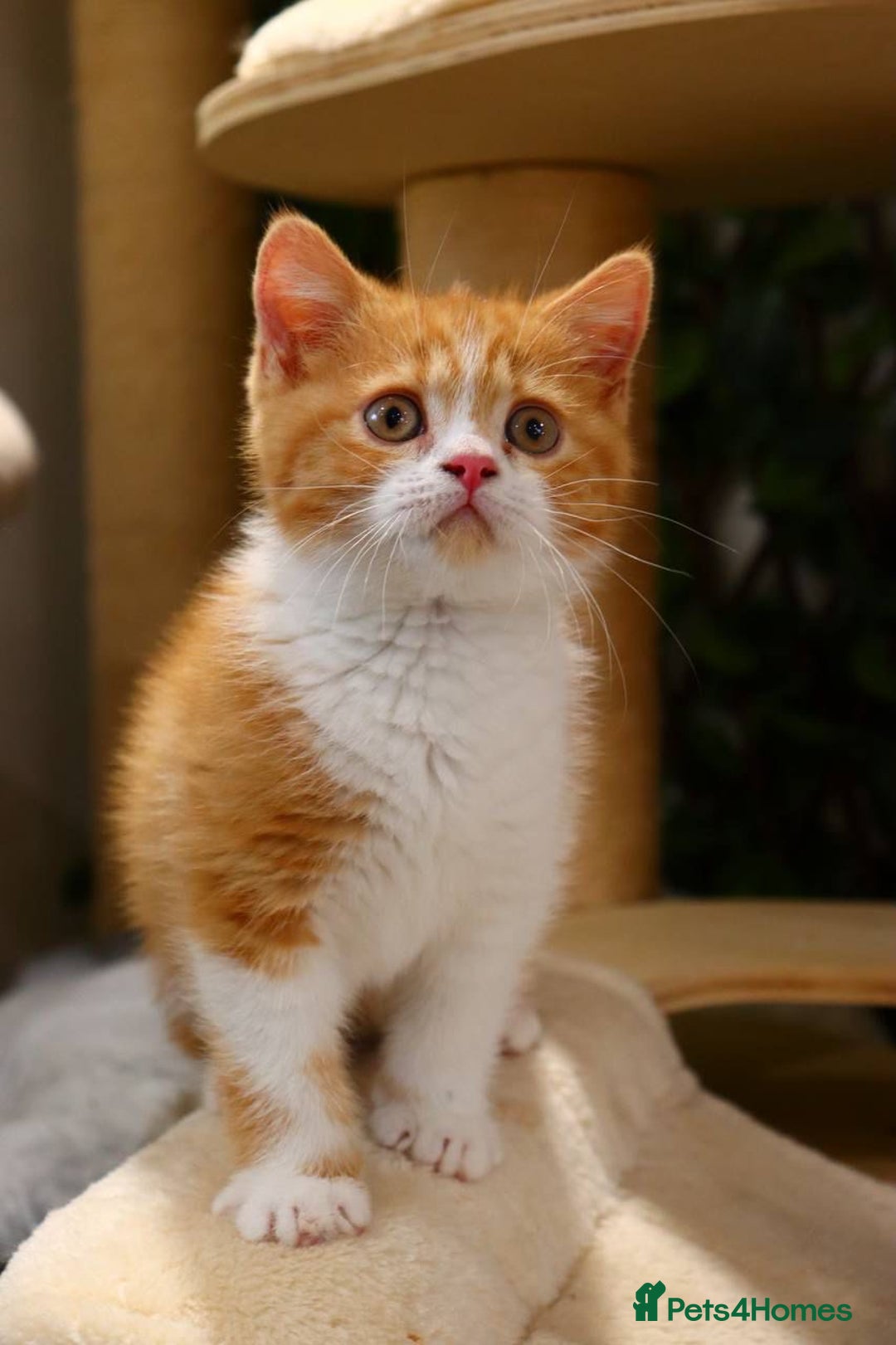 British Shorthair cats for sale: Ready CH Bloodlines BSH TICA registered kittens in Feltham - Image 2