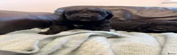 Saint Berdoodle dogs for sale: Saint berdoodle puppies  in Kilmarnock - Advert 20