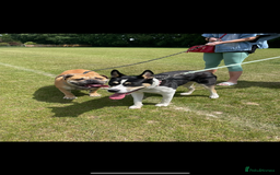 Mixed Breed dogs for adoption: 11 month Husky Staffy cross  - Image 4