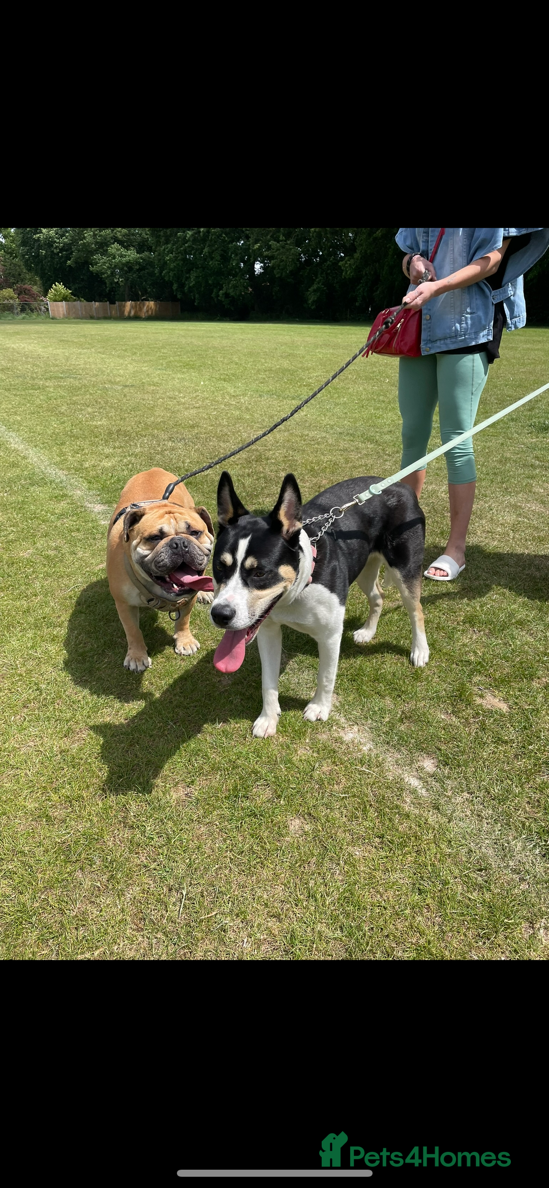 Mixed Breed dogs for adoption: 11 month Husky Staffy cross  - Image 4