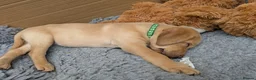 Labrador Retriever dogs for sale: Red and golden labs  - Advert 5