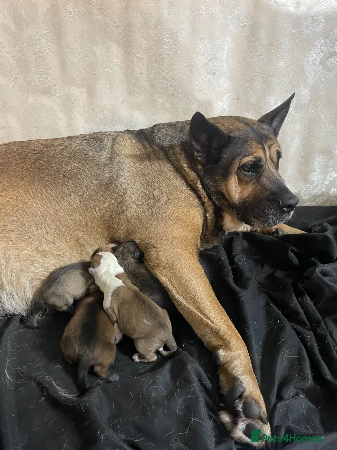 Mixed Breed dogs for sale: German shepherd x Staff litter - super friendly - Advert 1