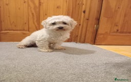 Cavapoochon dogs for sale: Cavapoochon female  - Image 2