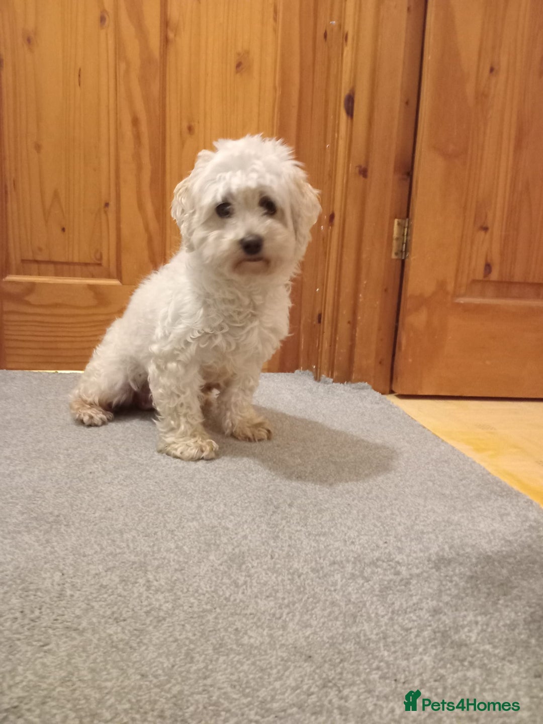 Cavapoochon dogs for sale: Cavapoochon female  - Image 2