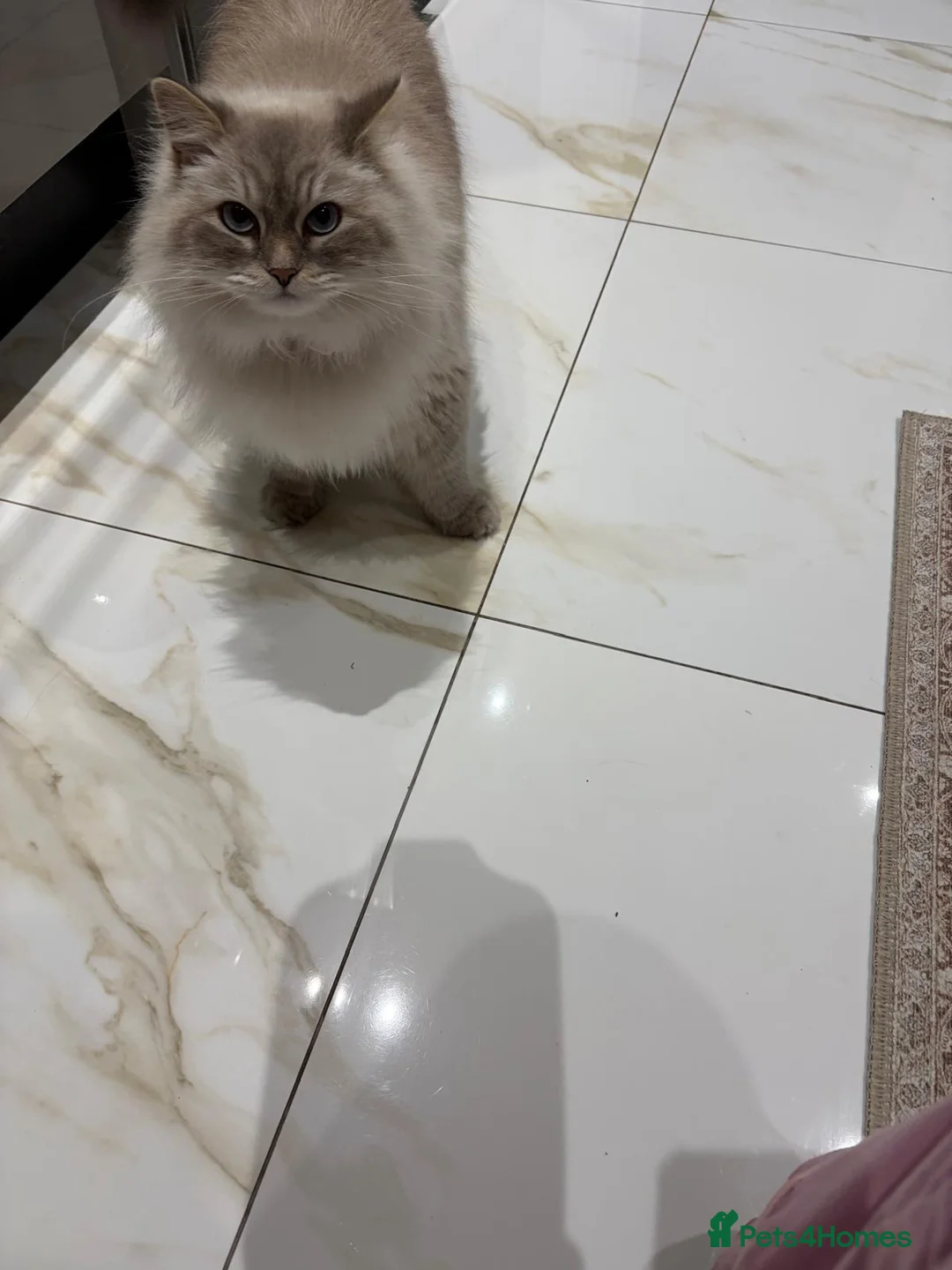 Siberian cats for sale: White Female in London - Advert 2
