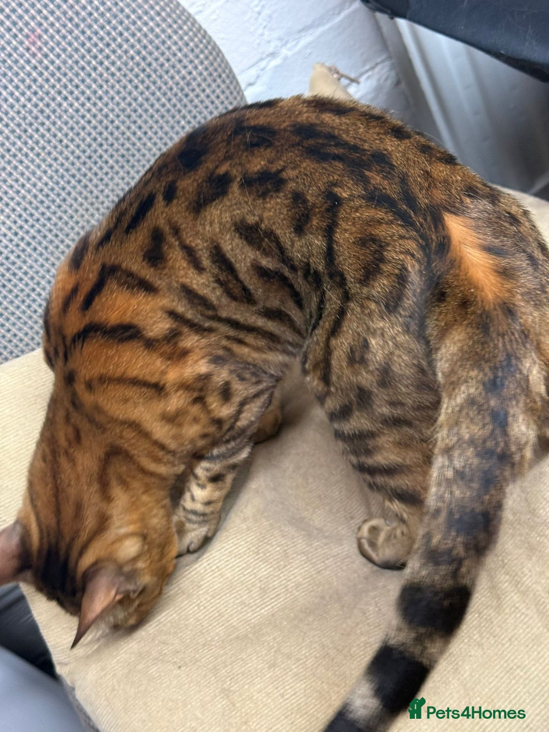 Bengal cats for sale: Big Dark Chocolate Friendly Bengal Girl in London - Image 7