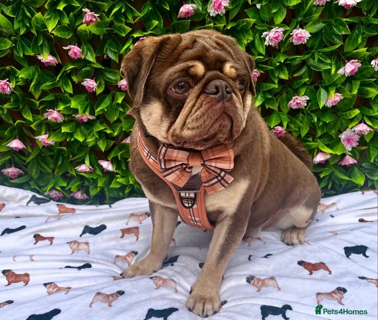Pug dogs 3rd generation pugs health tested parents  - Advert 2