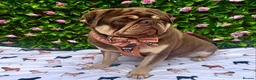 Pug dogs for sale: 3rd generation pugs health tested parents  - Advert 2