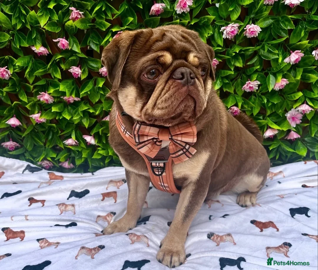 Pug dogs for sale: 3rd generation pugs health tested parents  - Advert 2