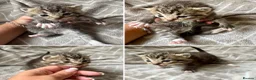 Mixed Breed cats for sale: Silver Tabby Exotic Kittens For Sale - Advert 18
