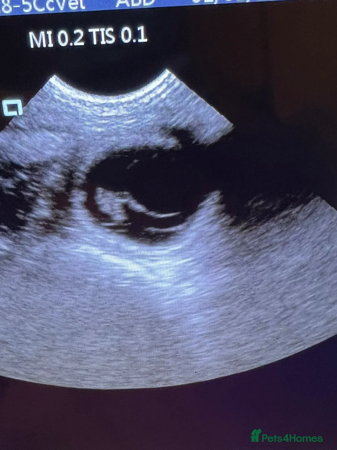 Japanese Shiba Inu dogs for stud: Health tested, KC Registered, Proven Stud - Advert 8