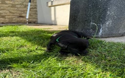 Labrador Retriever dogs for sale: KC Registered Black Labrador Pups 🐾 - Image 29