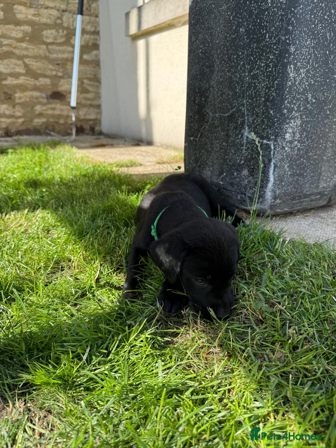 Labrador Retriever dogs for sale: KC Registered Black Labrador Pups 🐾 - Image 29
