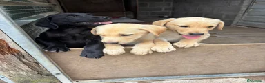 Labrador Retriever 2
