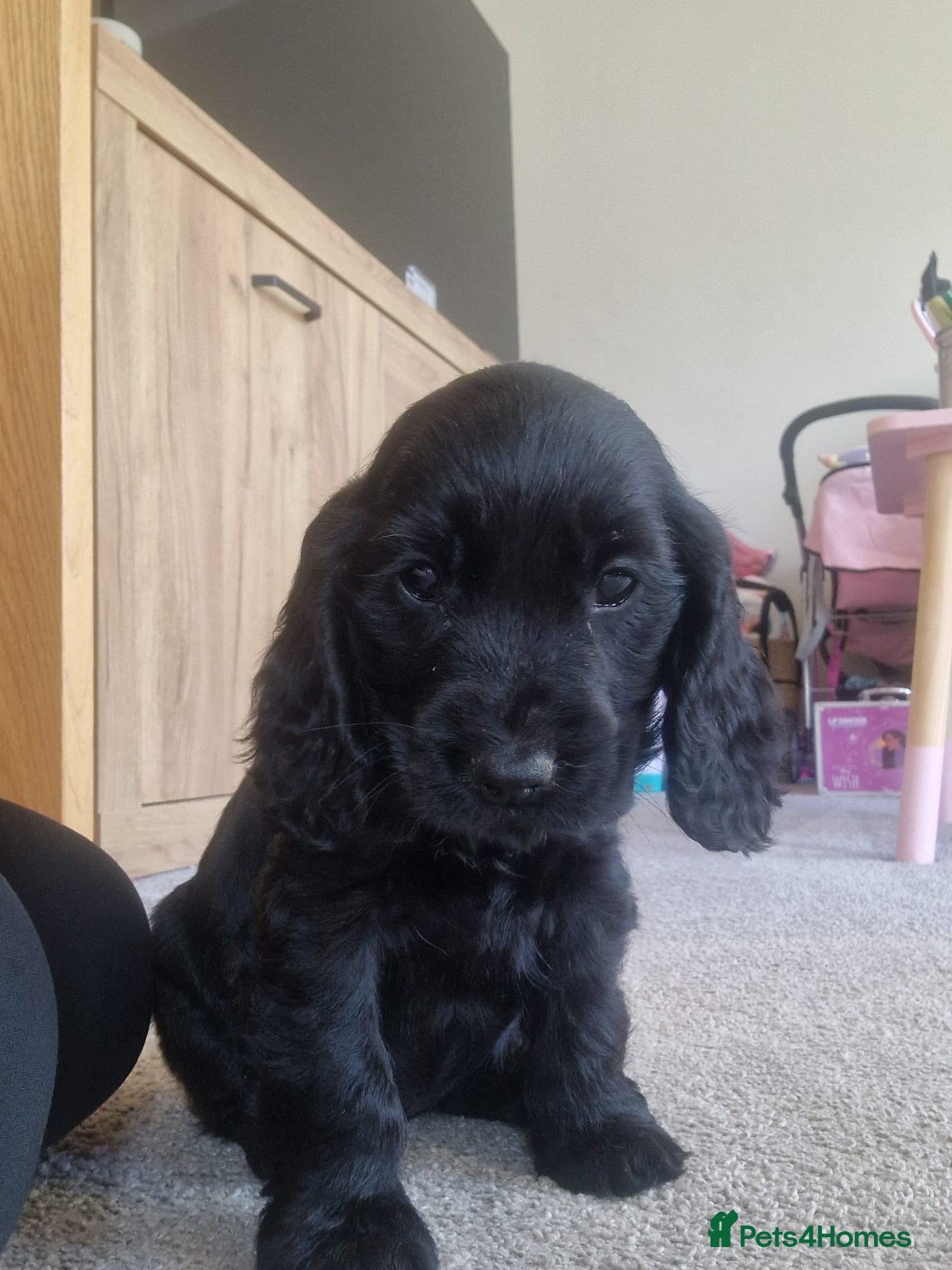 Cocker Spaniel dogs Stunning Show Cocker puppies ready now  - Advert 14