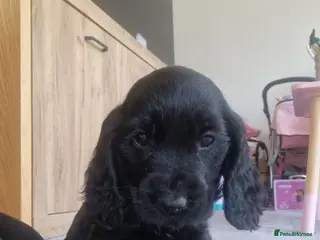 Cocker Spaniel dogs Stunning Show Cocker puppies ready now - Advert 14