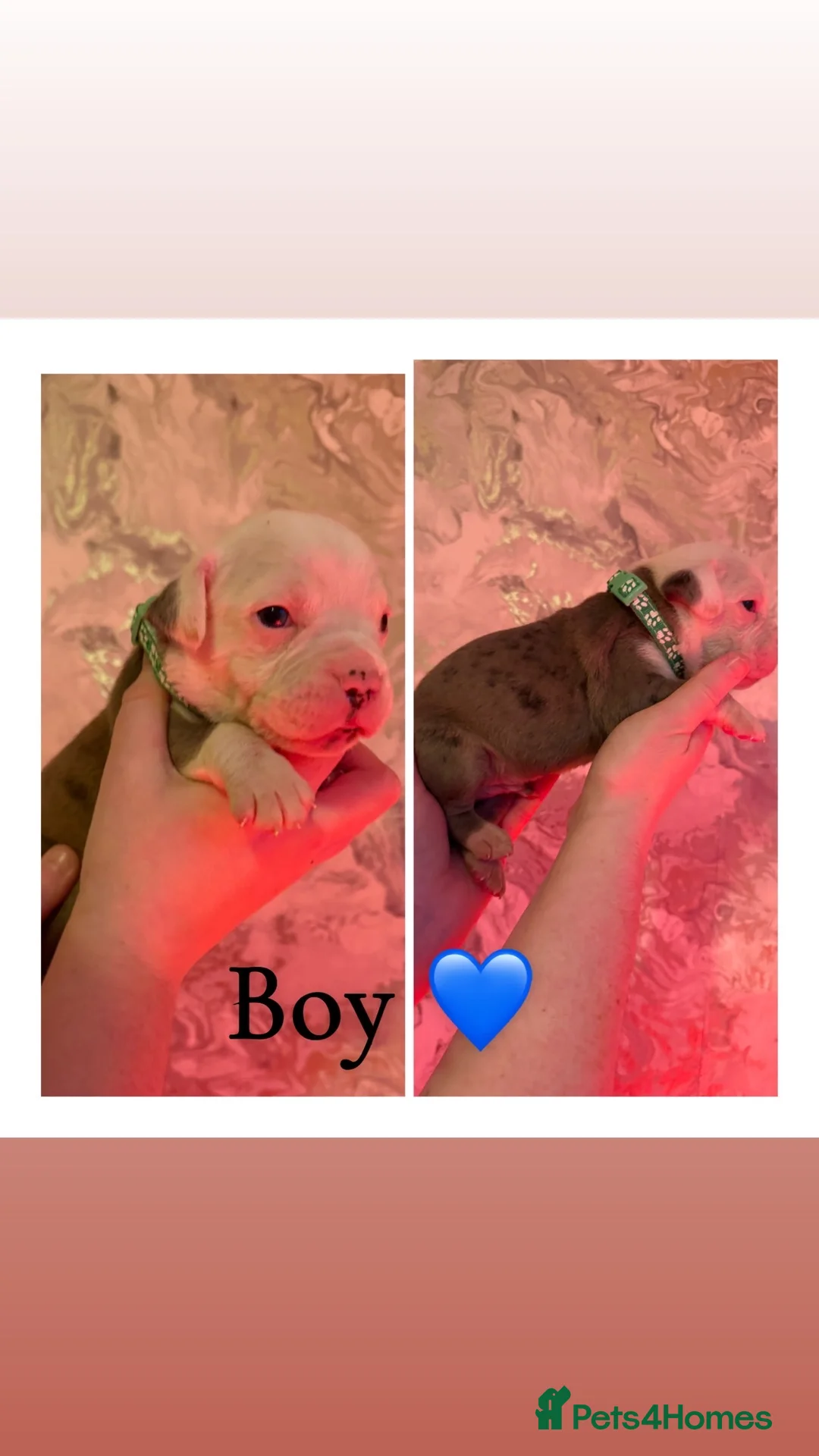 Alapaha Blue Blood Bulldog dogs for sale: Alapaha blue blood bulldog Puppies - Advert 7