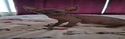 Sphynx cats for sale: Canadian sphynx kittens looking for home - Advert 36