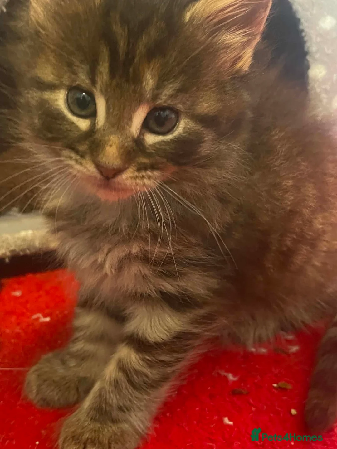 Maine Coon cats for sale: Maine coon - Advert 8