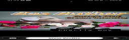 Dachshund dogs for sale: Miniature dachshund - Advert 12