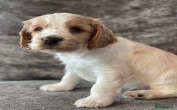 Cocker Spaniel dogs for sale: Top class cocker spaniel puppies  - Image 7