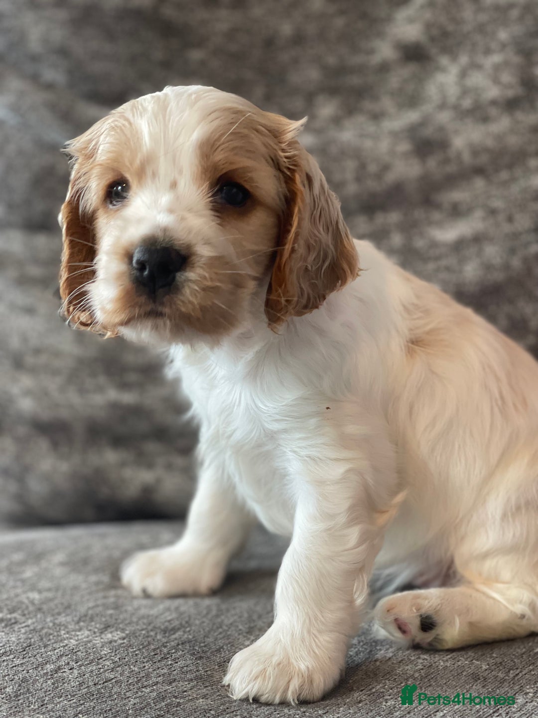 Cocker Spaniel dogs for sale: Top class cocker spaniel puppies  - Image 7