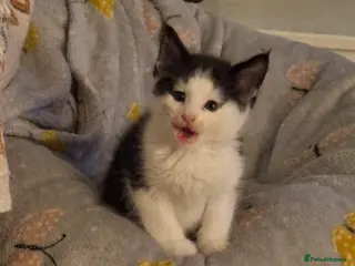 Mixed Breed cats One boy tuxedo kitten - Advert 16