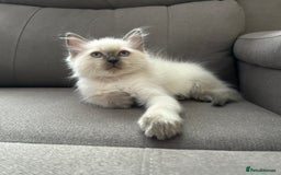 Ragdoll cats for sale: 😻 5 Beautiful Purebred Ragdoll Kittens 😻 - Image 23
