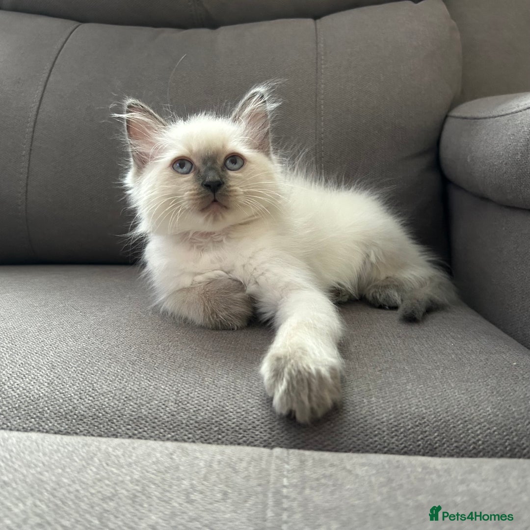 Ragdoll cats for sale: 😻 5 Beautiful Purebred Ragdoll Kittens 😻 - Image 23