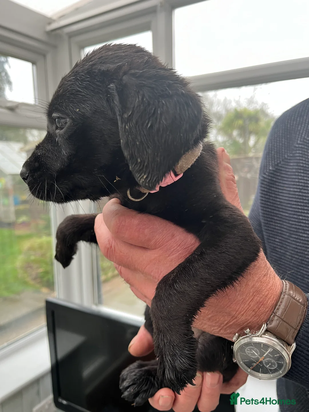 Labrador Retriever dogs for sale: Beautiful black Labrador puppies  - Advert 2