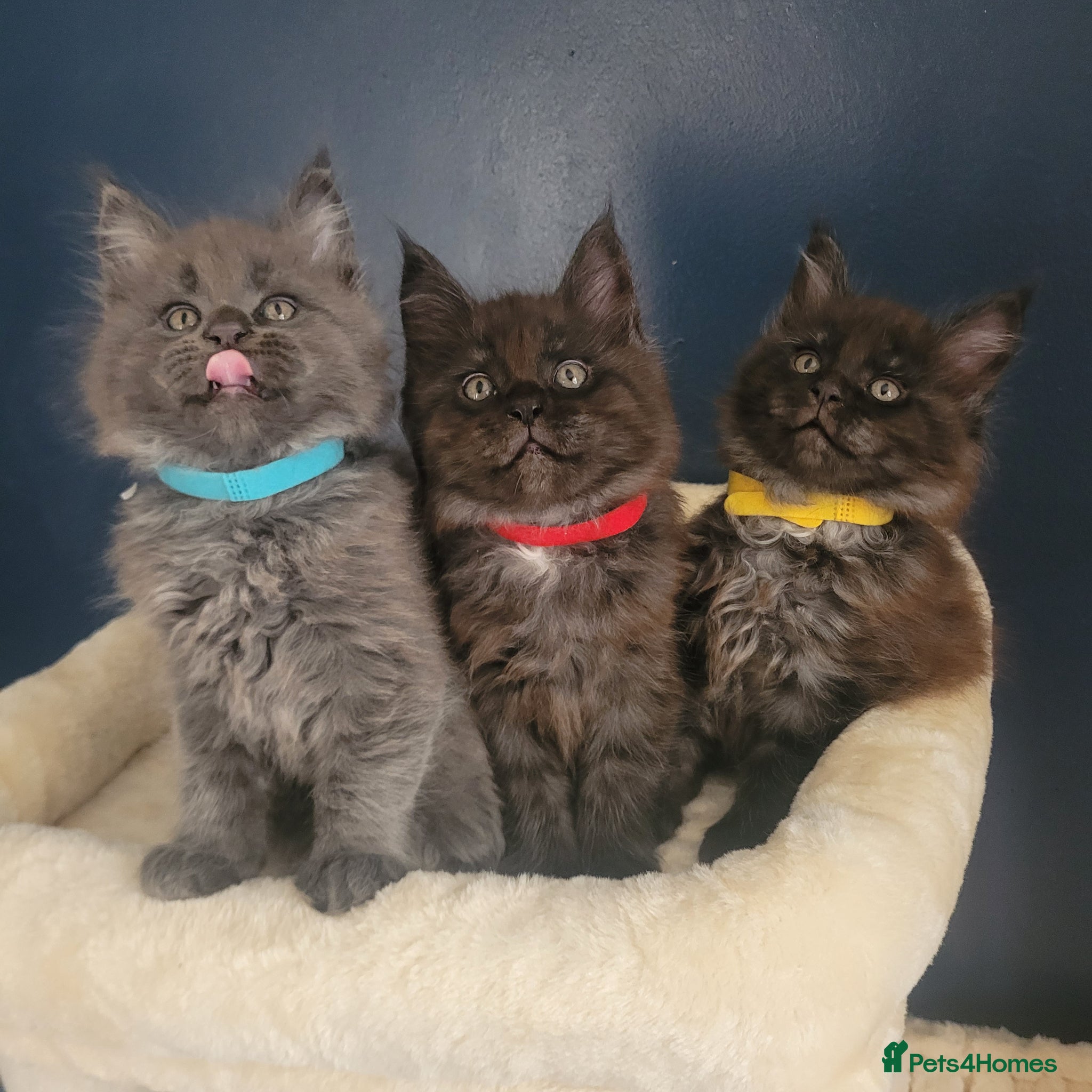 Maine Coon cats STUNNING Maine Coon Registered kittens - Advert 2