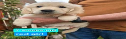 Golden Retriever dogs for sale: KC Golden Retriever Puppies 1x GIRL LEFT   - Advert 12
