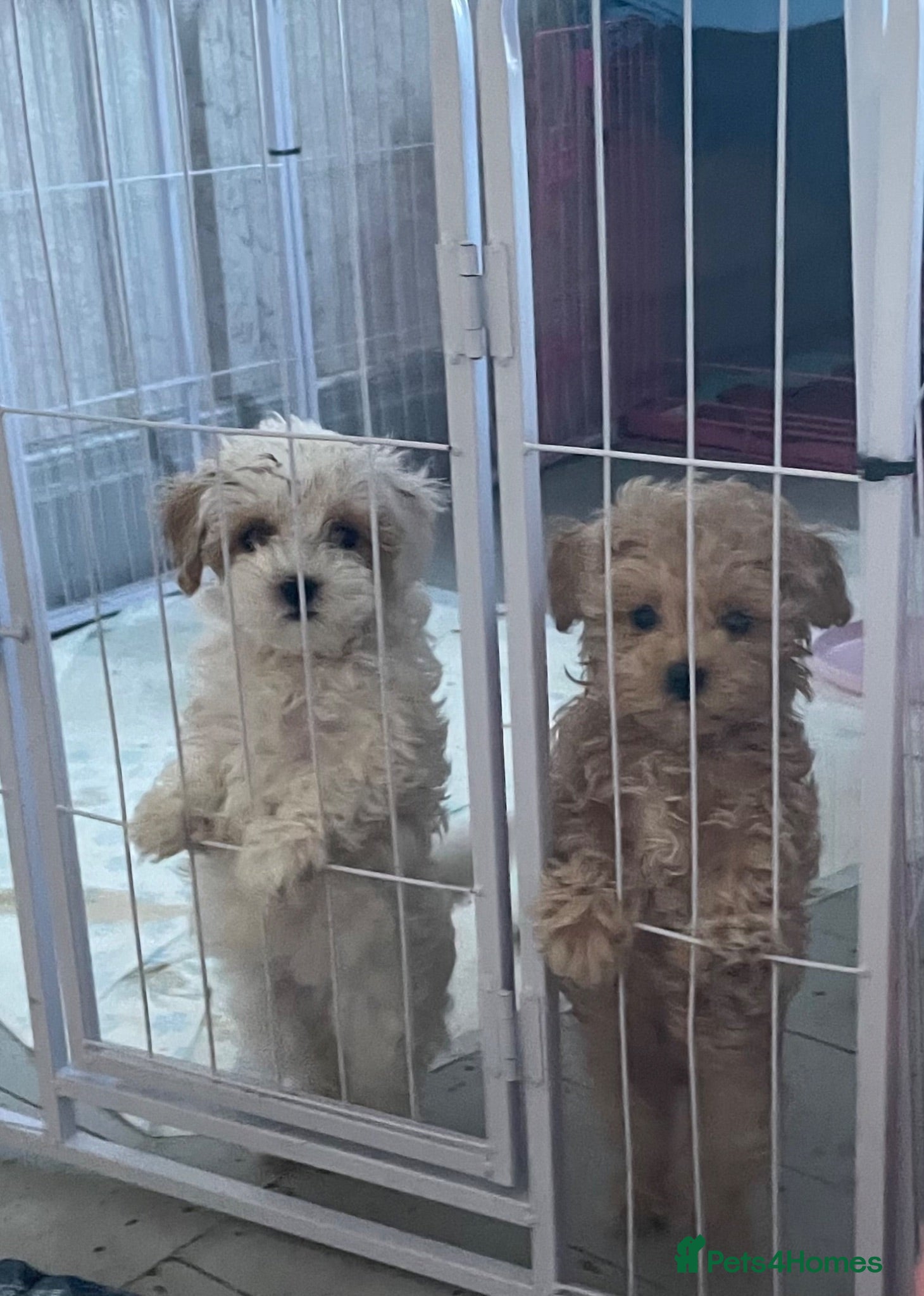 Maltipoo dogs Tiny F2 Maltipoo puppies  - Advert 7