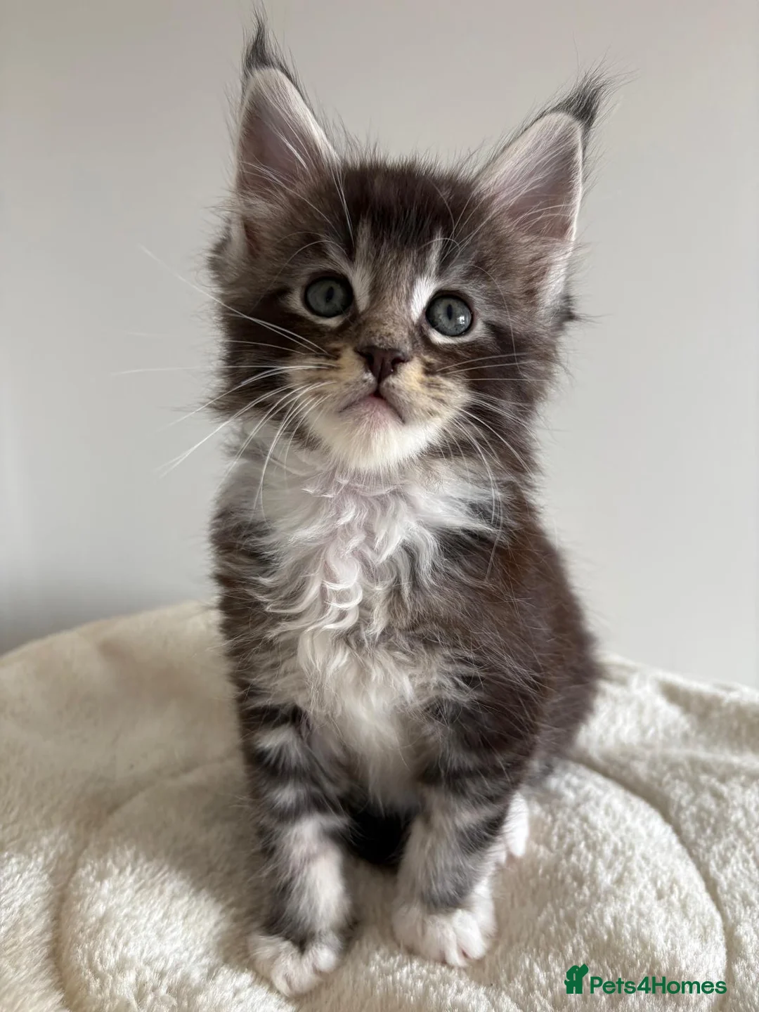 Maine Coon cats for sale: XL Maine Coon kittens for sale -TICA registered! - Advert 22