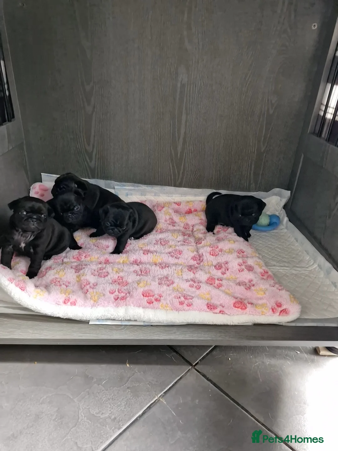 Pug dogs for sale: 4 beautiful little pug puppies - Advert 2