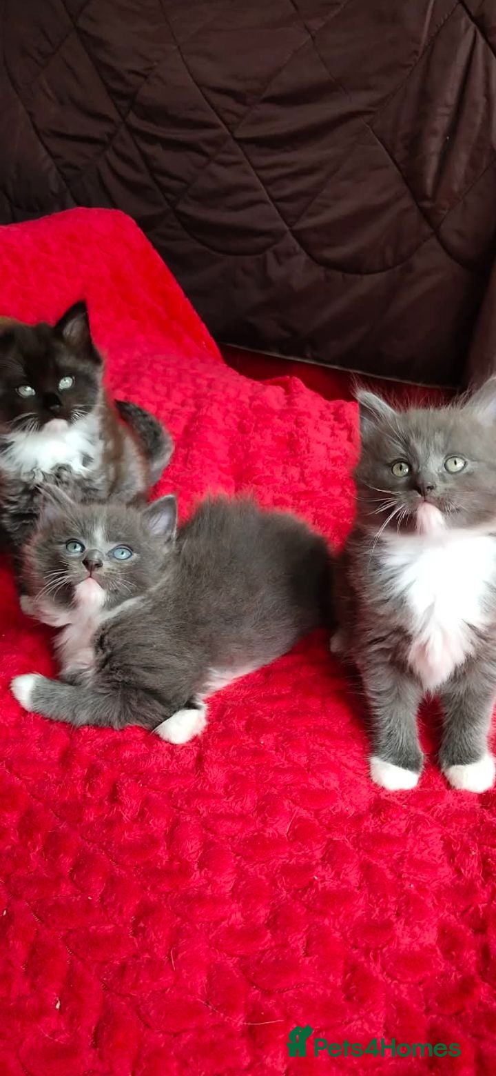 Mixed Breed cats KITTENS - Advert 1