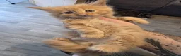 Maine Coon cats for sale: Russian mainecoon kittens  - Advert 8