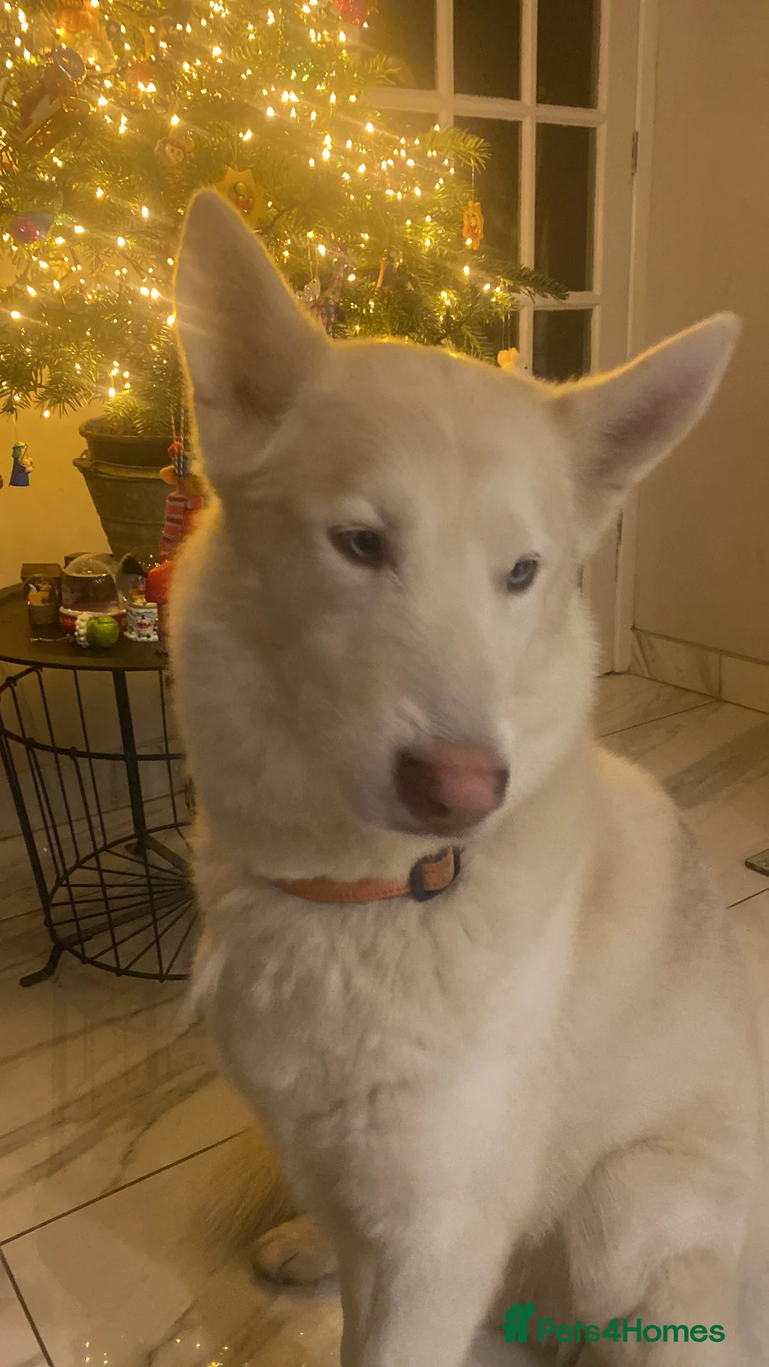 Mixed Breed dogs for sale: Husky German shepherd age 7  - Advert 1