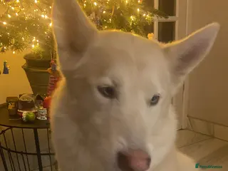 Mixed Breed dogs Husky German shepherd age 7 - Advert 5