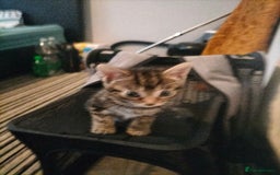 Mixed Breed cats for sale: 3 Beautiful Tabby fluffy Kittens - Image 21