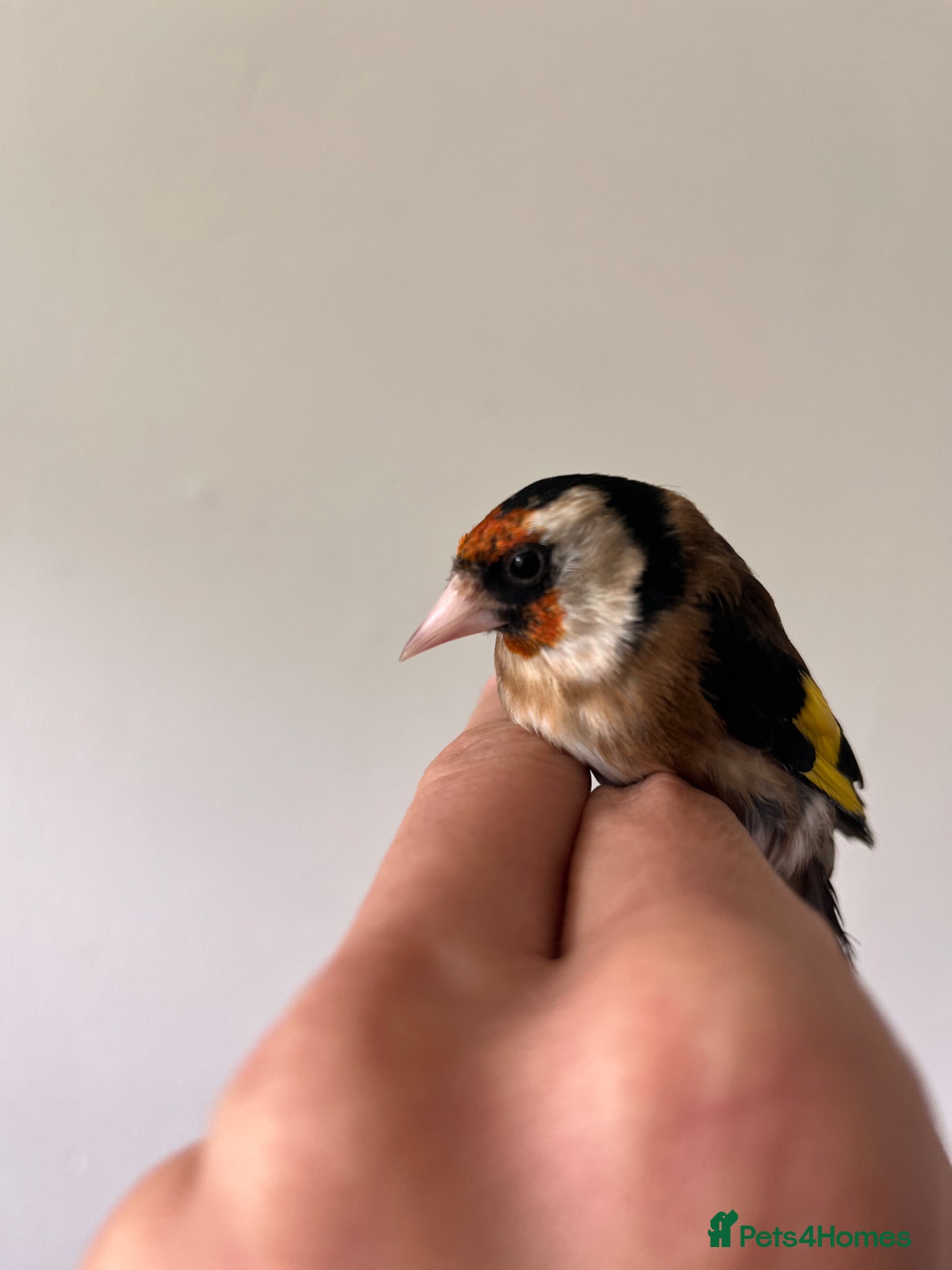 Finches birds Selling Goldfinches males and females  - Advert 9