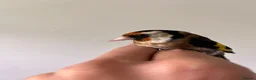Finches birds for sale: Selling Goldfinches males and females  - Advert 1