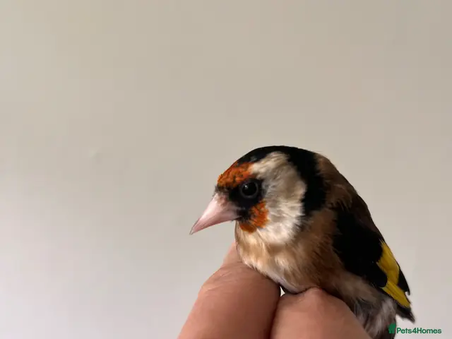 Finches birds for sale: Selling Goldfinches males and females £100 EACH - Advert 1