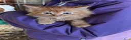 Mixed Breed cats for sale: Beautiful farm kittens  - Advert 12