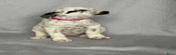 Mixed Breed dogs for sale: 8 beautiful pyrematian puppies  - Advert 5